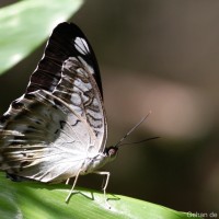 Parthenos sylvia Moore, 1877